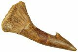Fossil Sawfish (Onchopristis) Rostral Barb - Composite #322874-1